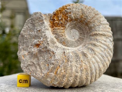 wholesale fossils for sale